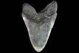 Fossil Megalodon Tooth - Monster Meg Tooth #86502-2